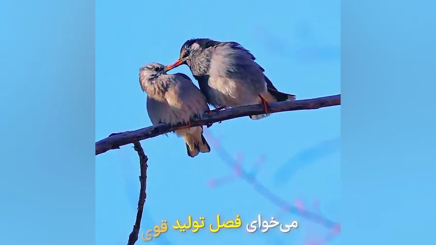 نمونه ۲ پکیج PRO؛ تولید محتوای ویدیویی اکسپرت